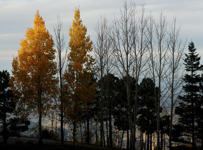 Fall colors on Mount Lemmon