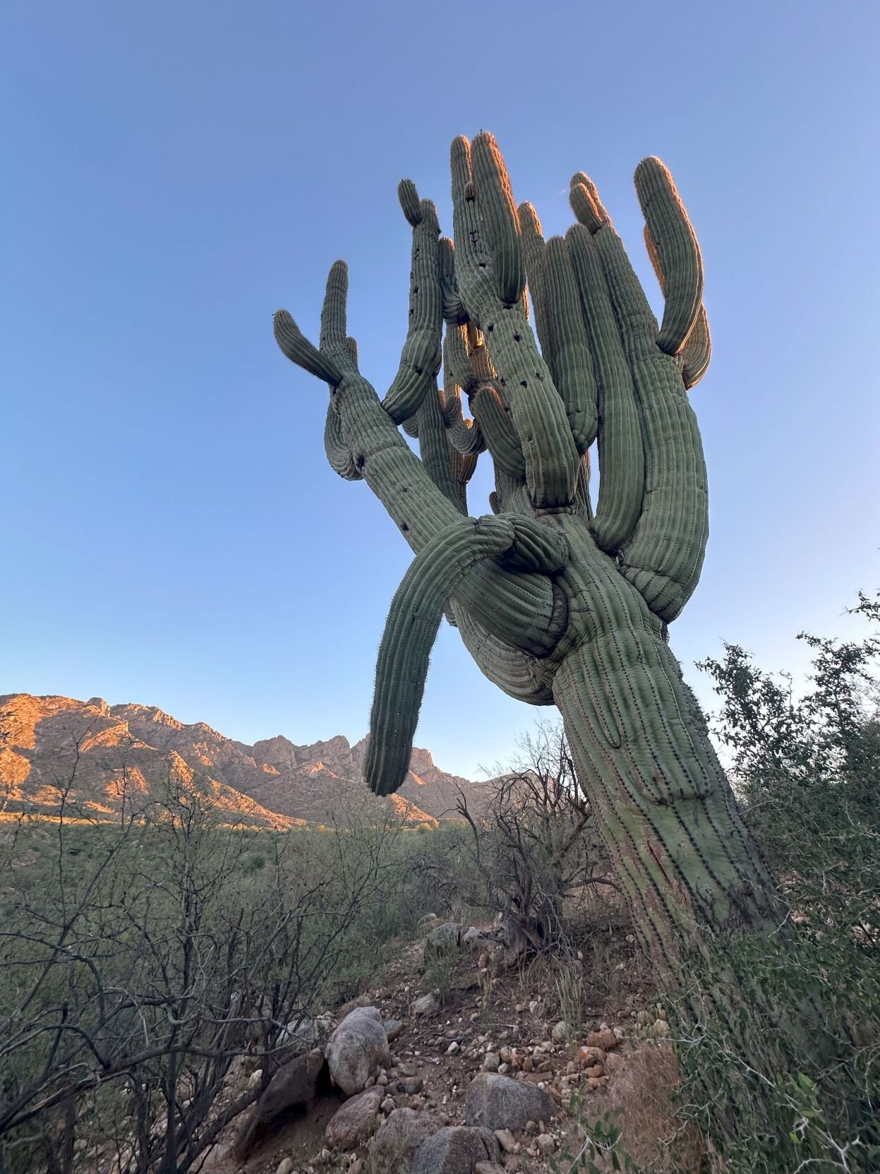 Catalina State Park loses ‘granddaddy’ saguaro