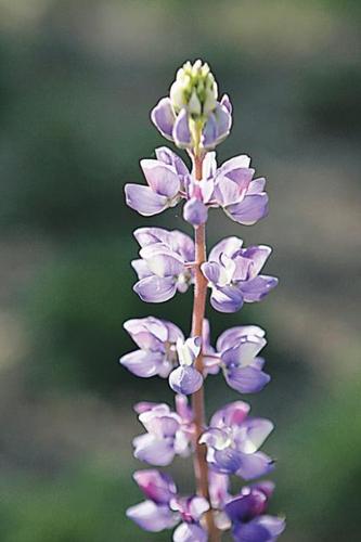 Wildflowers: Grow wild grow free  