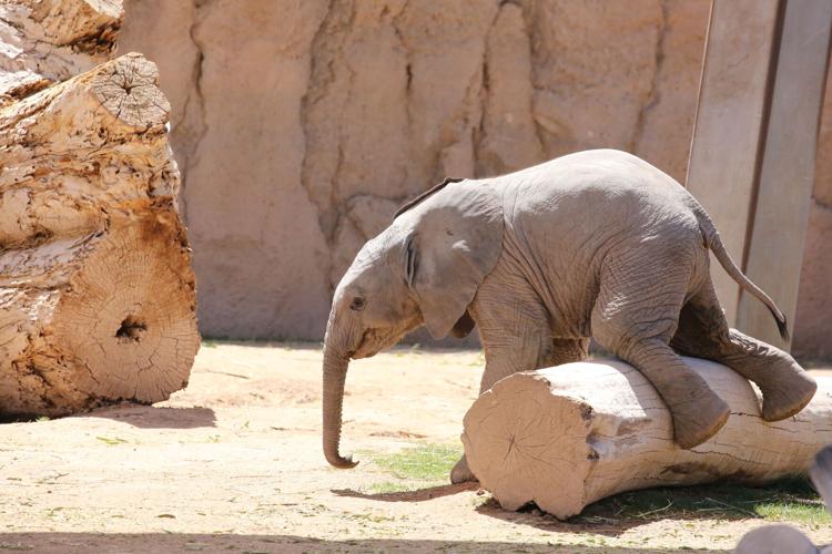 Baby elephant