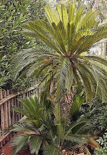 Plants from the past  