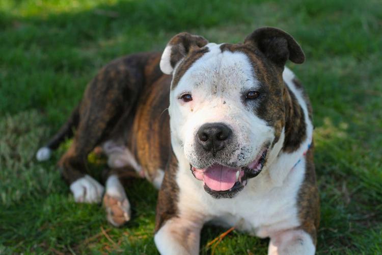 Adopt A Friend: Chief Bogo