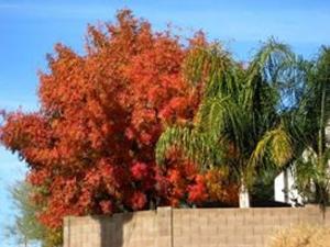 Arizona Pistachio Nursery