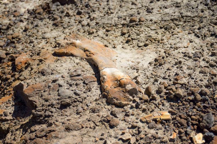 A 12-year-old found a 69 million-year-old dinosaur fossil while hiking with his dad