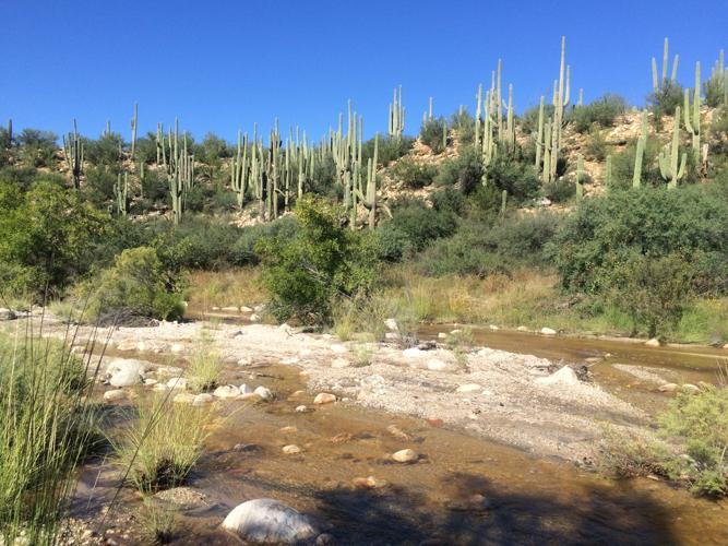 Catalina State Park: Blue skies and flowing water