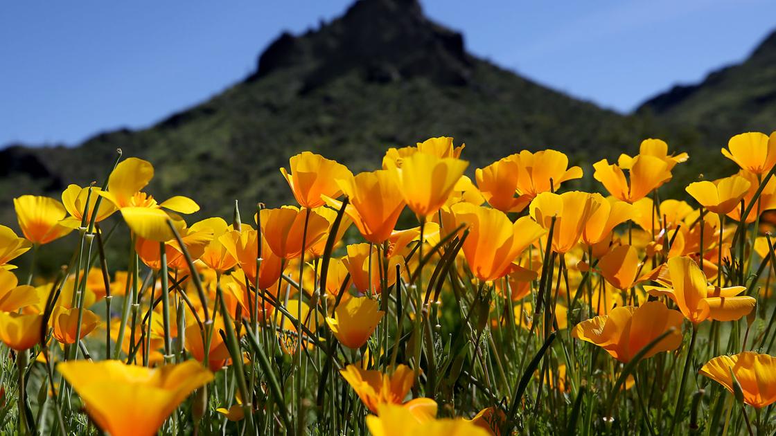 27 spectacular photos of spring wildflowers around Tucson | Lifestyles ...