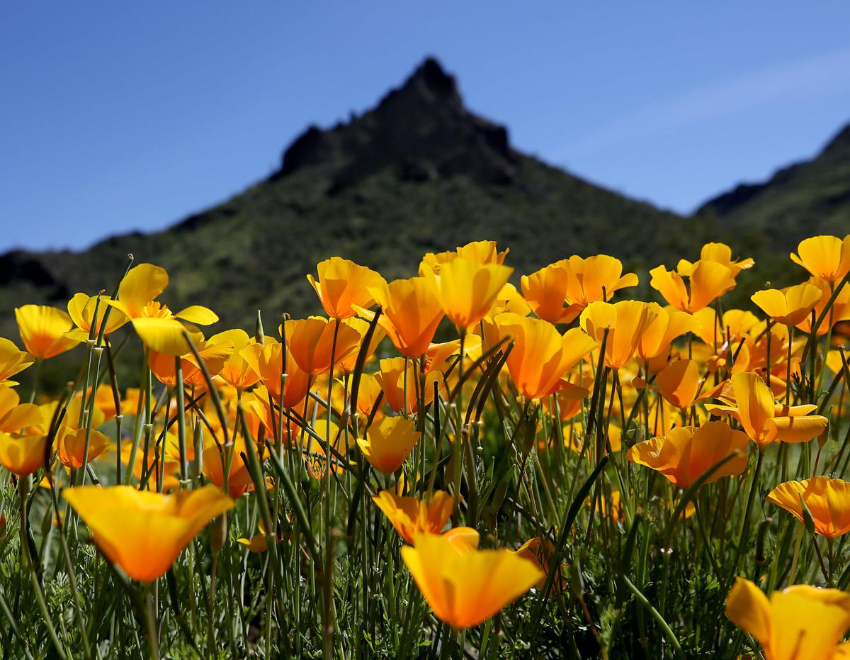 Photos Wildflowers at Picacho Peak State Park Local news