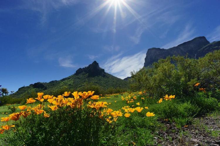 Tim-Butler-Picacho-Landscape-with-flowers.jpg