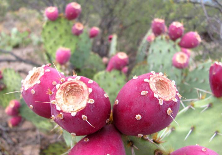 Fruits on prickly pear