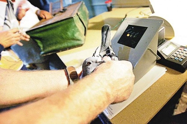 Ready, set, fly home  