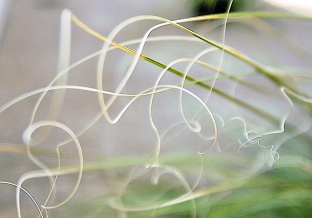 Native grasses take the place of 'mangy' lawn  