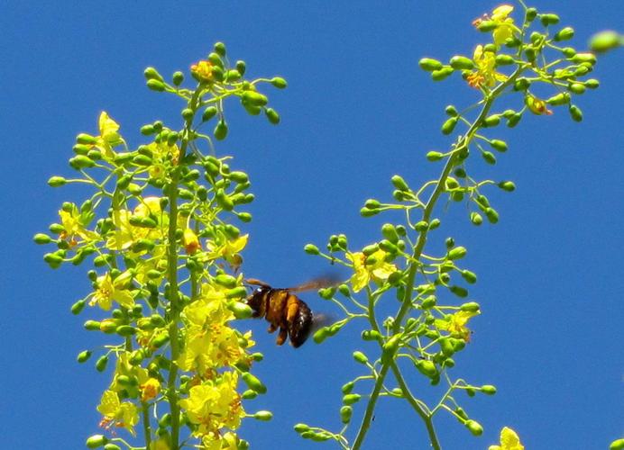 Palo verde blooms