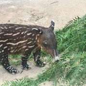 Baird's tapir2