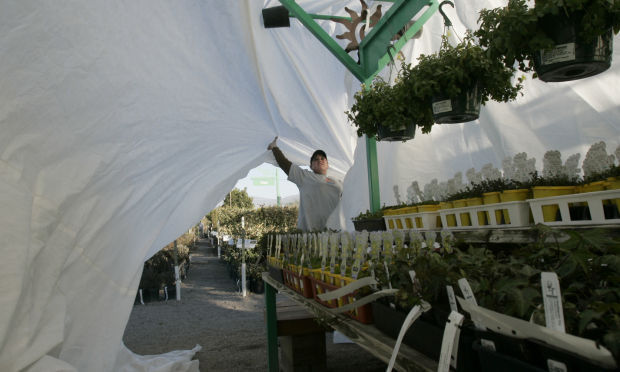 Covering plants