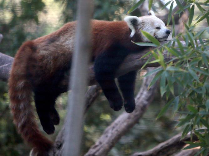 Red Panda