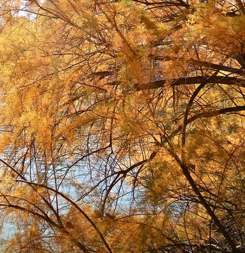 Close up series of salt cedar (tamarisk) trees near the Rio Grande in New Mexico