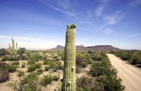 Saguaro National Park