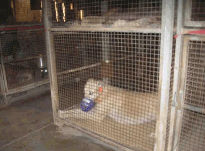 Tucson Greyhound Park