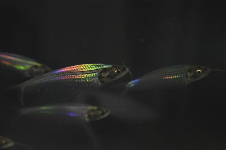 Rainbow Fish