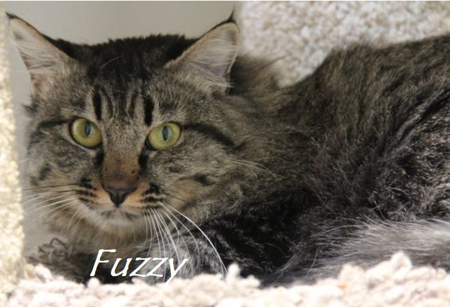 Adopt a friend: Fuzzy