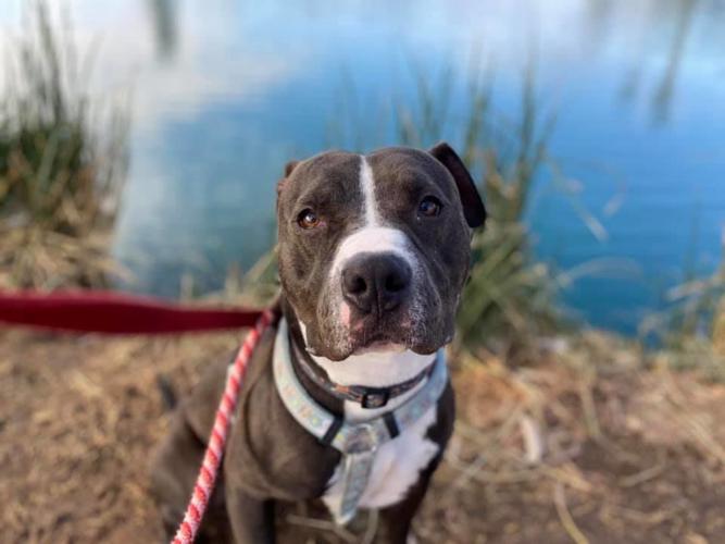 Adopt a friend: Theo