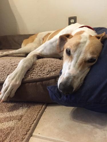 Adopt a friend: Poncho