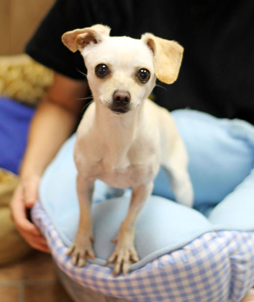 Adopt a pet