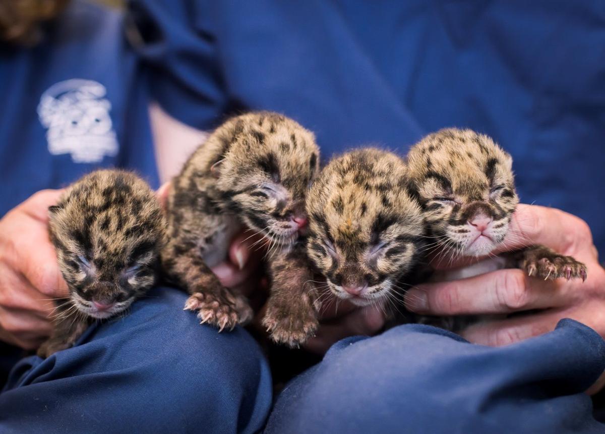 Baby zoo animals