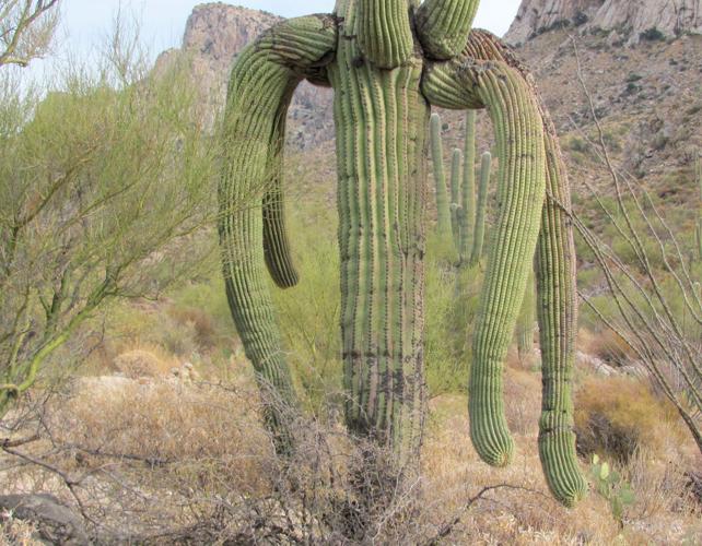 Saguaro with limbs hanging down