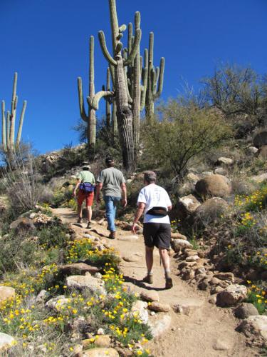 Southwest wildflowers