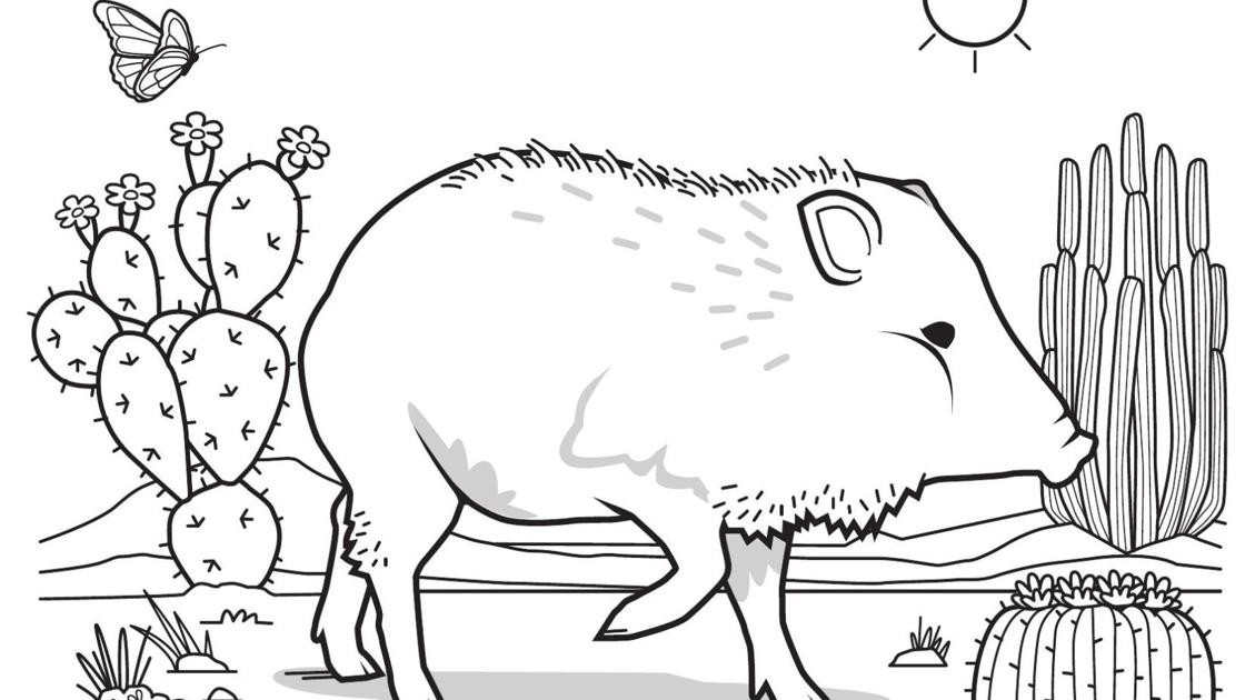 Javelina cactus coloring page | ThisIsTucson | tucson.com