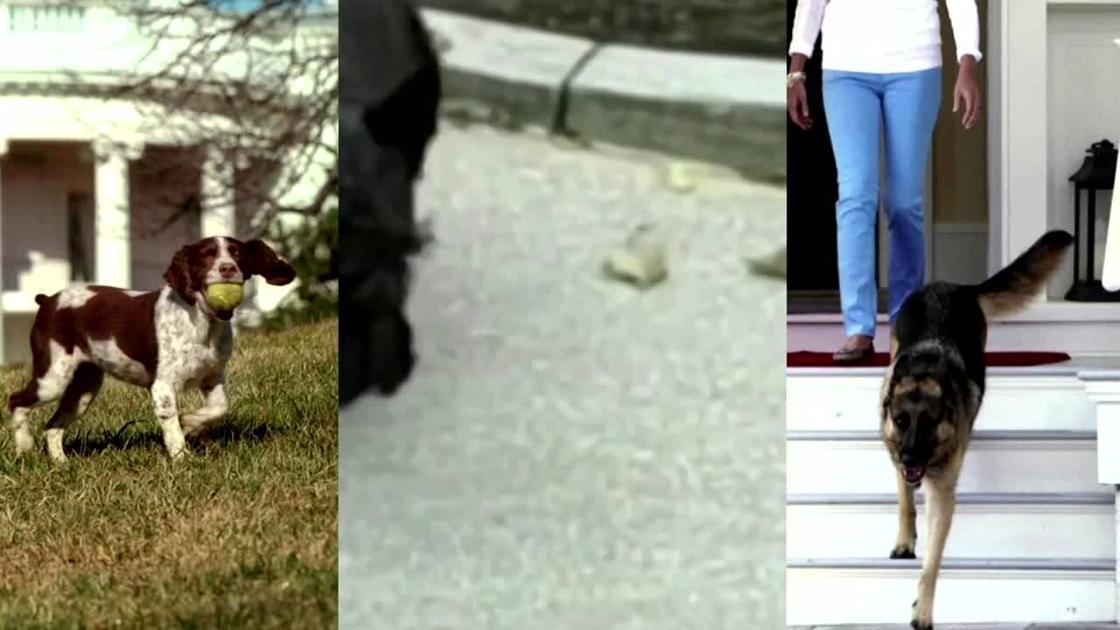 A look back on White House dogs through the years