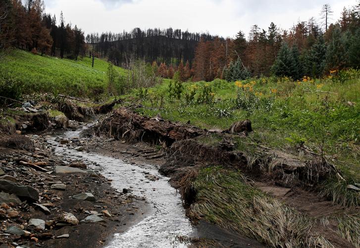 Frye Fire recovery on Mt. Graham