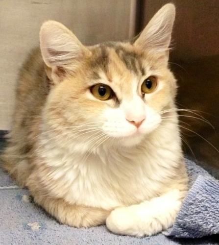 Pima Animal Care Center