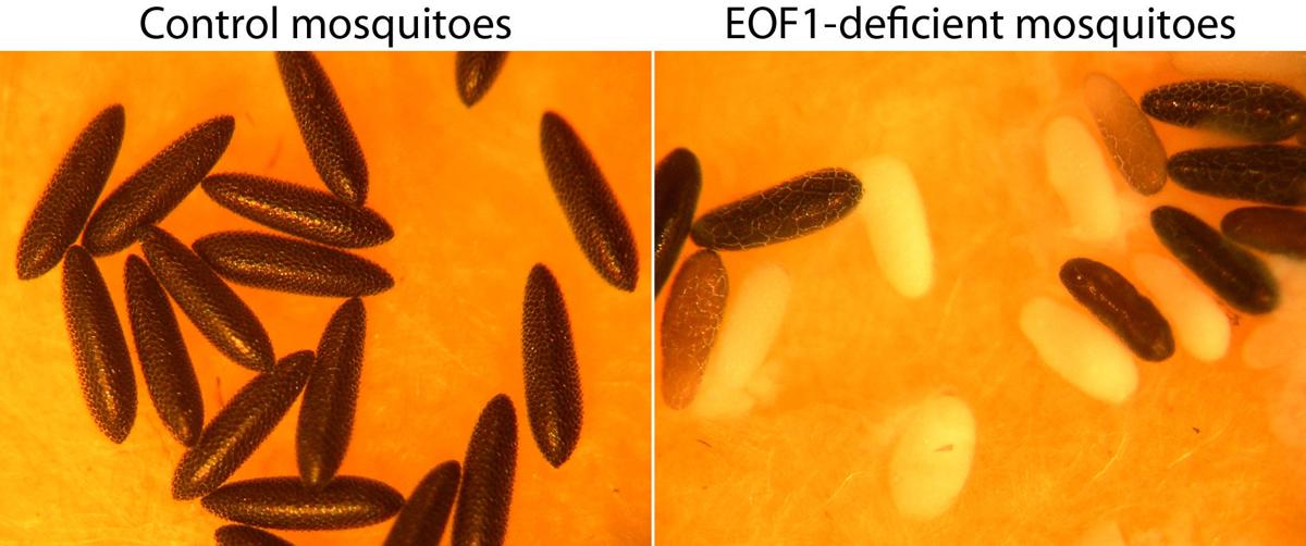 UA researchers seeking to create mosquito birth control to curb