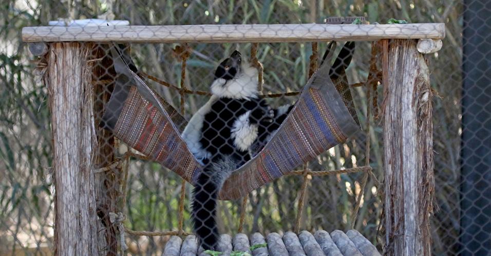 Lemurs have a couple of ways in which they communicate