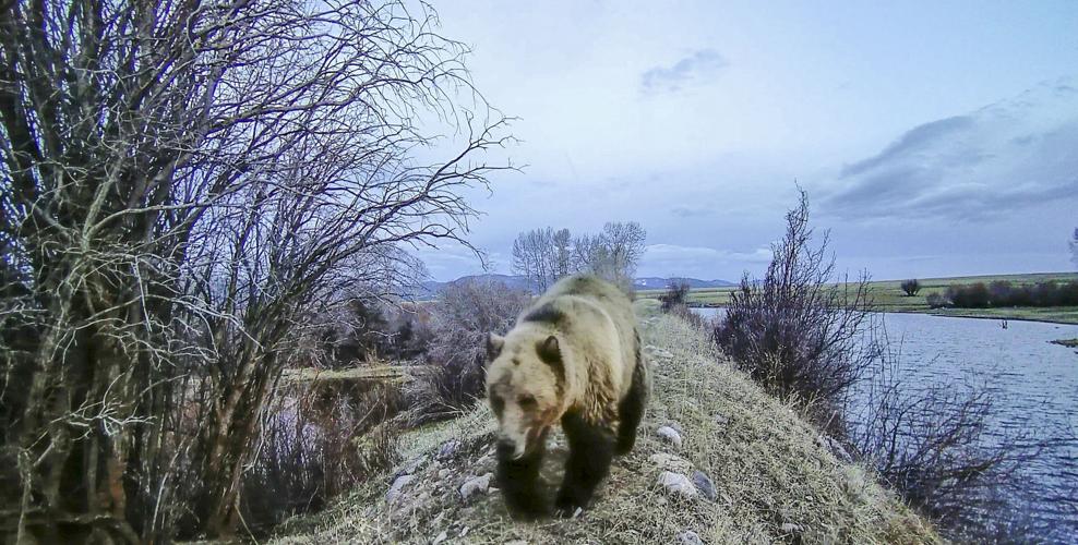 Avon grizzly