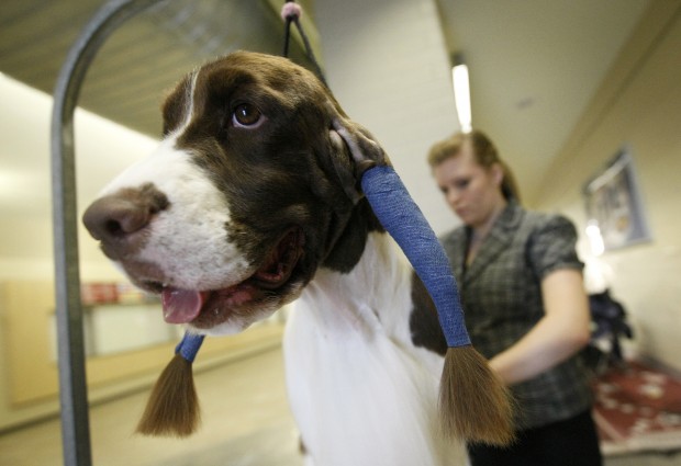 Animal shots of the week