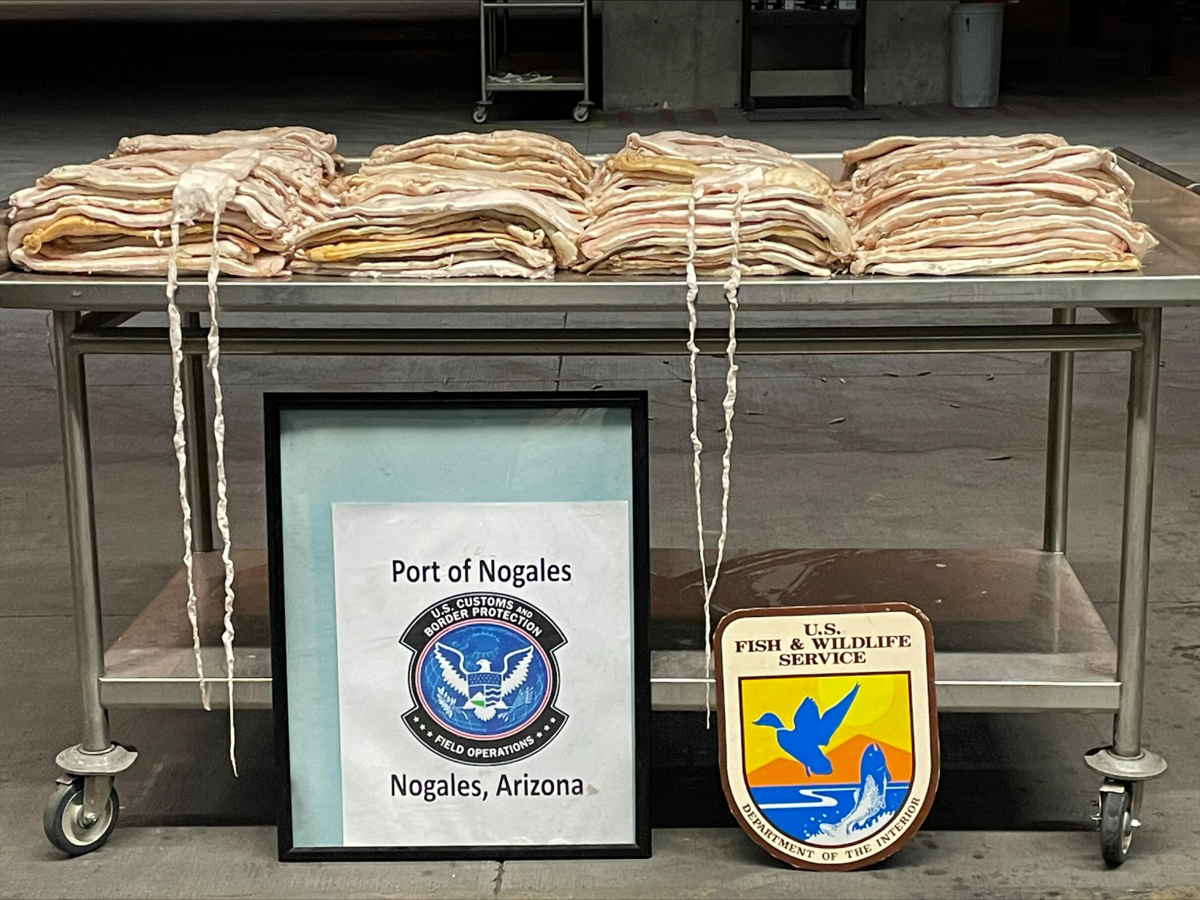 Endangered fish bladders seized at Arizona border