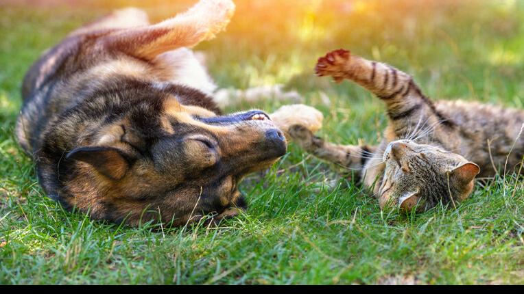 7 ideas for a pet-friendly Tucson yard | Home & Garden