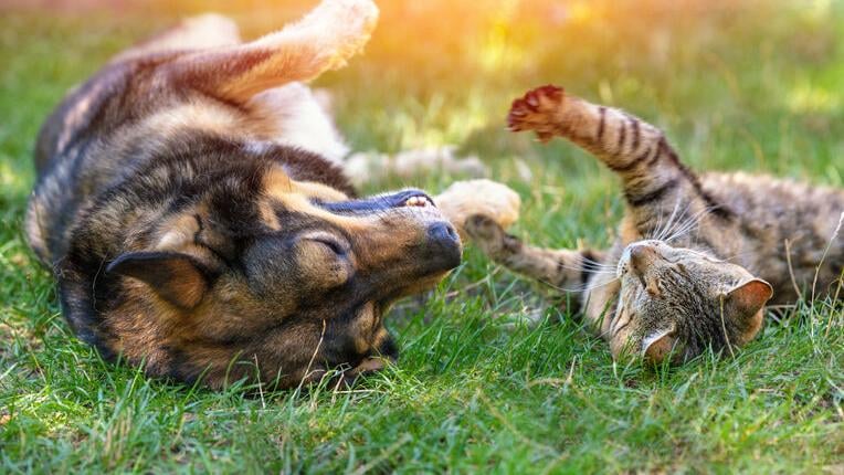 7 ideas for a pet-friendly Tucson yard | Home & Garden 7 ideas for a pet-friendly Tucson yard | Home & Garden