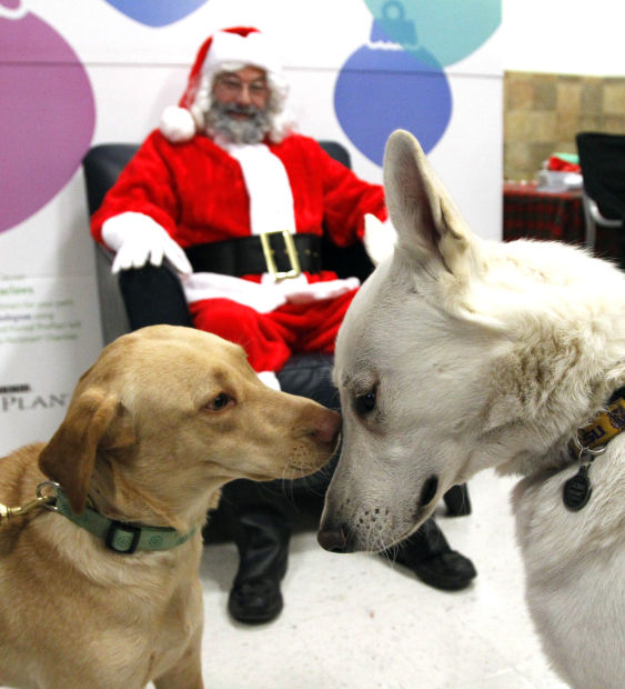 Animal shots of the week