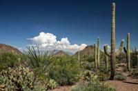 Saguaro National Park