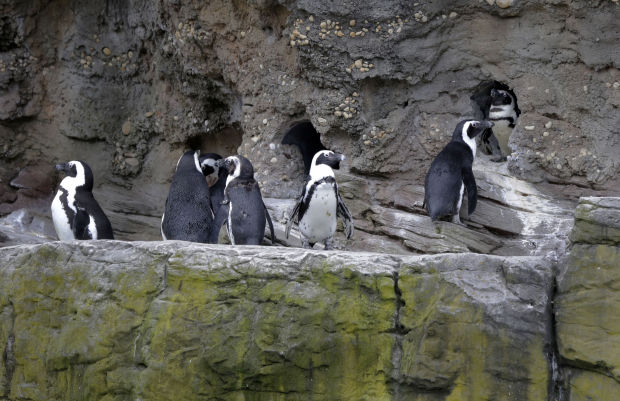 Animal shots of the week