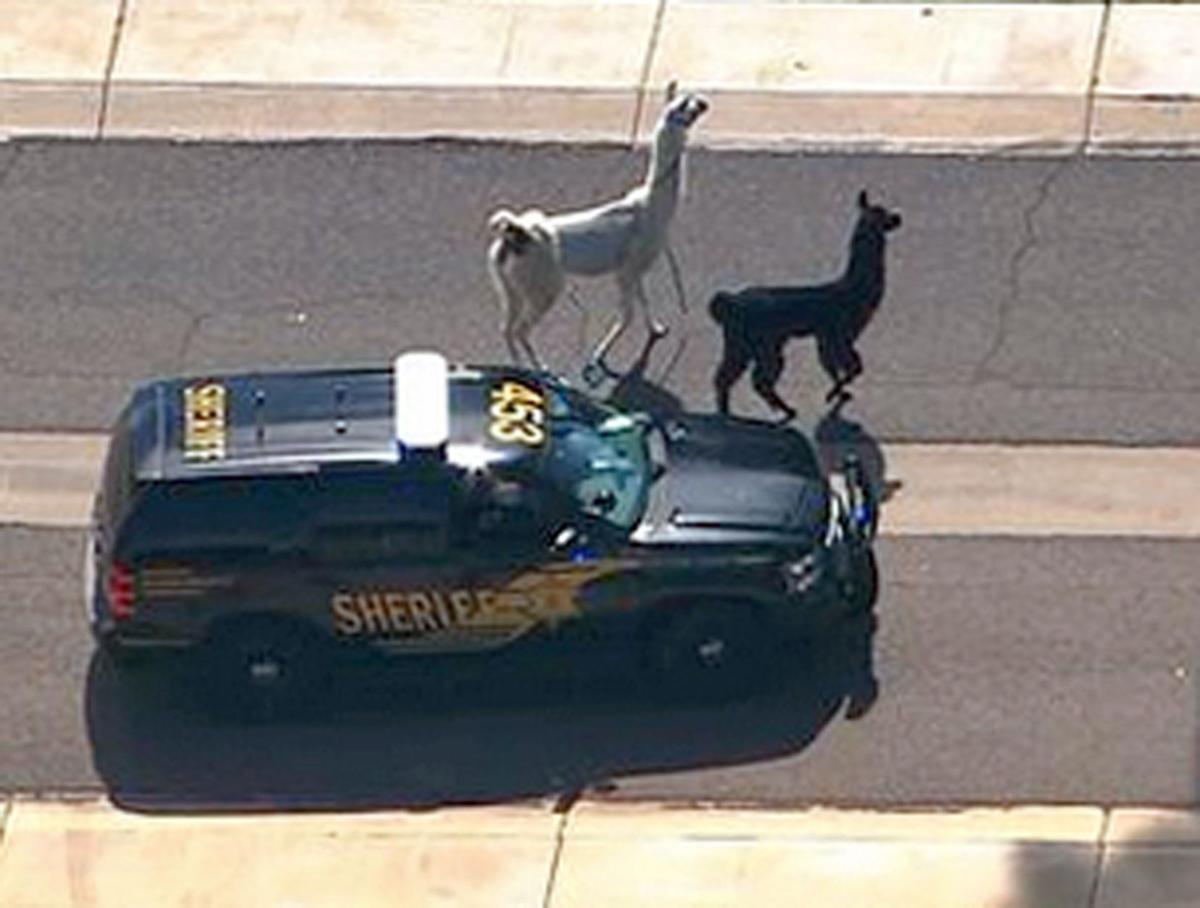 ODD Llamas On The Loose