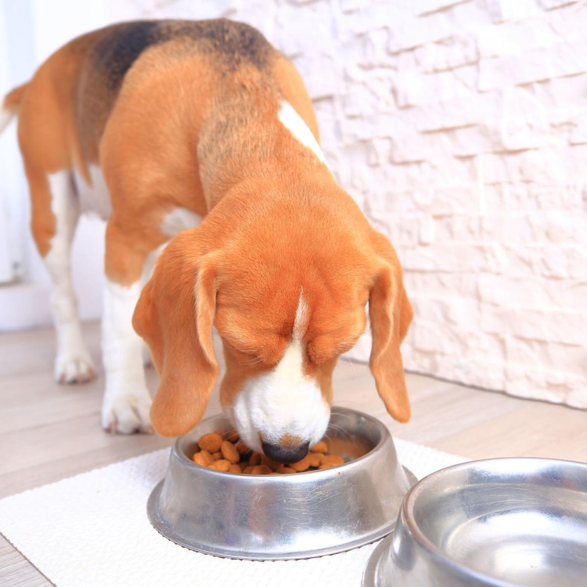 My Pet World Dog Fearful Of Walls And Doors Will Only Eat In Open