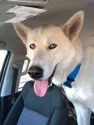 Koda