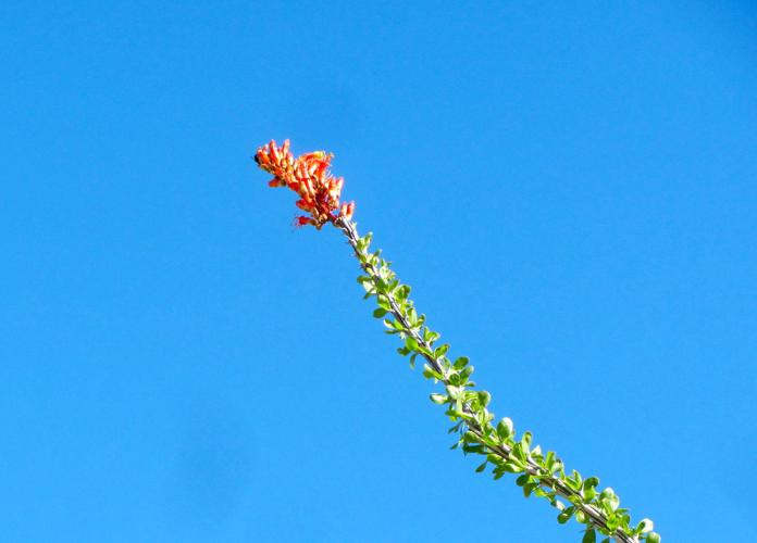 Ocotillo blooms