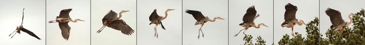 Heron sequence