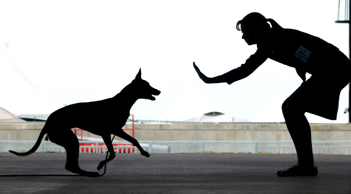 Photos: Coyote Classic Dog Show | News | tucson.com